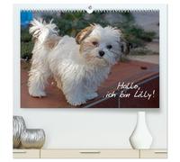 Hallo, ich bin Lilly (hochwertiger Premium Wandkalender 2026 DIN A2 quer), Kunstdruck in Hochglanz: Der Bolonka-Zwetna-Welpe Lilly stellt sich vor.