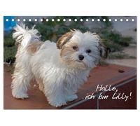 Hallo, ich bin Lilly (Tischkalender 2026 DIN A5 quer), CALVENDO Monatskalender: Der Bolonka-Zwetna-Welpe Lilly stellt sich vor.
