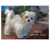 Hallo, ich bin Lilly (Wandkalender 2026 DIN A2 quer), CALVENDO Monatskalender: Der Bolonka-Zwetna-Welpe Lilly stellt sich vor.