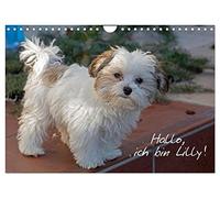 Hallo, ich bin Lilly (Wandkalender 2026 DIN A4 quer), CALVENDO Monatskalender: Der Bolonka-Zwetna-Welpe Lilly stellt sich vor.