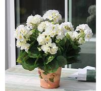 Haloppe 100 piezas de semillas de plantas de flores de geranio para plantar en el jardín del hogar, semillas de pelargonio, jardín de flores de geranio, balcón, maceta de bonsái, decoración de p