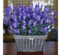 Haloppe 1000 Unids Flores de Lavanda Semillas de Plantas para la Plantación de Jardín en el Hogar, Semillas de Lavanda Paisajismo Semillas de Lavanda Natural Lavanda