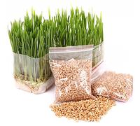 Haloppe 400 Piezas de Semillas de Hierba para Gatos, Perros, Conejos, Mascotas, Cultivar Hierba Fresca para Masticar, Semillas de Hierba para Gatos, Plantas de jardín, Aperitivos para Mascotas