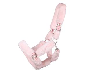 Halter QHP Alaska Cob