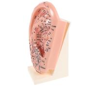 HAMPPLIES Modelo de Acupuntura de Oído de 23 Cm Soporte, Modelo de Oreja de Plástico para Práctica de Masaje y Aprendizaje de Puntos Auriculares, Herramienta Didáctica para Reflexología