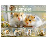 Hamster. Niedliche Nager im Garten (Wandkalender 2027 DIN A4 quer), CALVENDO Mon