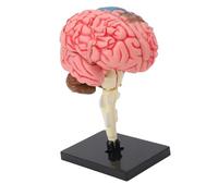 Hamwesh Modelo de Cerebro Humano, Modelo de Anatomía Cerebral Desmontado de Plástico de Tamaño 4D con Etiquetas de Colores y Base Estable para la Enseñanza de Psicología de Neurociencia