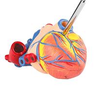 Hamwesh Modelo de Corazón Humano, Modelo de Corazón Anatómico de PVC Ecológico de Tamaño Natural 1:1, Material Didáctico con Sección Extraíble y Base para el Aula de Ciencias y Estudio de Cardiología