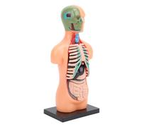 Hamwesh Modelo de Cuerpo Humano para Niños, 15,5x7 Cm, 8 órganos Internos Extraíbles, Modelo de Anatomía Humana, de Anatomía del Torso Humano con Costillas y Base para Educación Científica