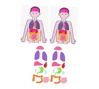 HANABASS 2 Juegos Juguetes Educativos Órganos para Didáctico Torso Cuerpo Material Enseñanza Cognición y Habilidades Motoras Aprendizaje Infantil
