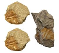 HANABASS Kit de Excavación de Fósiles Real de 3 Piezas Decoración Bien Elaborada, Fósiles de Trilobites para Oficinas y Dormitorios, Colección Educativa Única