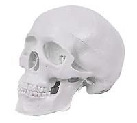Hanabitx Mini modelo de calavera humana, modelo anatómico de calavera de 3 partes con tapa de calavera extraíble y mandíbula articulada, fácil de usar, color blanco