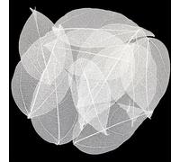 HAOBIN 100 Hojas de Esqueleto Naturales, Hojas secas esqueléticas, Hojas secas al Natural, Hojas secas Mixtas utilizadas para el Oficio de Bricolaje Scrapbook Craft Card Making (Blanco A)