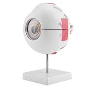 Haofy Modelo de Anatomía del Ojo Humano Ampliación 6X Globo Ocular Extraíble para Estudio Material Didáctico PVC Adecuado para Equipos de Enseñanza en el Aula
