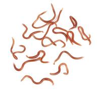 Haofy Señuelo de Pesca Artificial Cebo Blando de PVC Cebo con a Tierra de 10 Cm con Olor a Pescado Forma de Gusano Realista 17 a 18 Piezas en Caja para Pescadores de Pesca de Trucha y Lubina