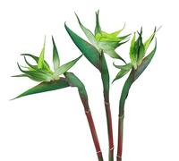 HAOSHICS 3 flores artificiales de pájaro del cielo, Strelitzia de ave falsa, plantas de seda sintética para decoración del hogar, oficina, boda, centro de mesa (pequeño, verde)