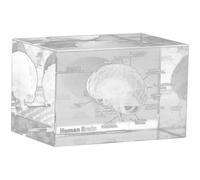 Haowul Pisapapeles Modelo Anatómico del Cerebro Humano 3D (Grabado con Láser) En Cubo De, Regalo Científico