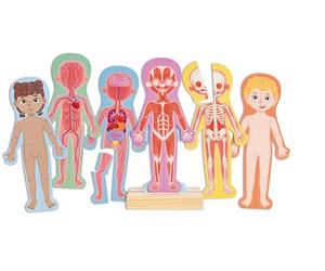 Hape Rompecabezas magnético del Cuerpo Humano