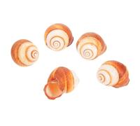 HAPINARY Conchas Gruesas para Cocinar Caracoles Al Horno, Comestibles y Seguras, Tamaño 4-5 Cm, Naturales para Uso En Restaurante y Hogar, Paquete De 5 Unidades
