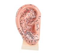 HAPINARY Modelo de Acupuntura de Oído 23 Cm Base Plástico Duradero Modelo Educativo de Reflexología Auricular para Práctica y Enseñanza de Masaje para Laboratorio y Cuidado Salud