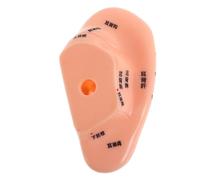 HAPINARY Modelo Realista De Acupuntura De Oído Humano De 14 Cm Prótesis De Oído Para Masaje Para Educación En Medicina China