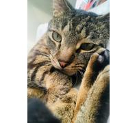 Happy and Healthy Cat Journal: Ideal for Keeping a Food Diary, Daily Care, and Litter Tracker for Cats, 6x9, 120 pages