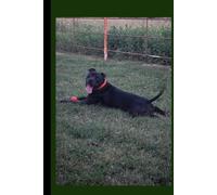 Happy Pit Bull Journal: Joy in Every Wag: A 120-Page Lined Notebook for Dog Lovers - Featuring a Smiling Pit Bull with a Red Ball in a Rustic Yard