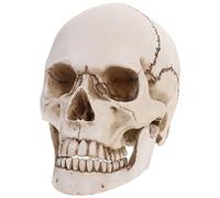 Happyyami Cráneo De Resina, Modelo De Cabeza, Decoración De Halloween 1: 1 Ornamento de Cráneo de Humano Cabeza Hueso para Halloween Artesanía Decoración