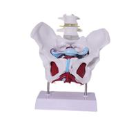 harayaa Modelo Anatómico de Pelvis Femenina para Estudios Médicos. Representación del Esqueleto Humano. Dispositivo Didáctico. Accesorio Práctico de, Style D