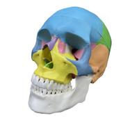 harayaa Modelo de Cráneo Humano Cabeza Anatómica Maqueta Esqueleto Réplica Docente en PVC con Detalles Moldeados y Superficies Realistas Adecuado para, 欧美彩头