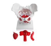 harayaa Modelo Desmontable de Pelvis Femenina con Sacro, Pubis Y Músculos Pélvicos en PVC, Ideal para Material Escolar.