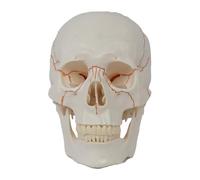 harayaa Modelo Humano Ligero para Estudio Científico, Ayuda Didáctica de Anatomía en PVC.