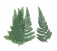 Harewtwy 60 Uds. de Herbario de Helecho Verde Seco para JoyeríA DIY, Postal, Tarjeta de InvitacióN, para TeléFono, Hojas de Pennisetum