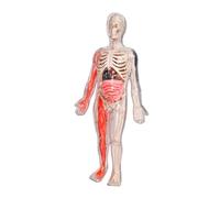 Harilla Figura de Anatomía de Los Kits de Rompecabezas para Niños, Juguetes de Aprendizaje de Ciencia Diy -juguetes Esqueléticos en Los Huesos Oscuros