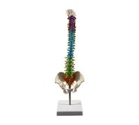 Harilla Modelo de Vertebral Ayuda a La Lección de Vertebral Estatua del Esqueleto Vertebral Humano Modelo Anatómico para Lecciones de Estud