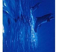 Haruomi Hosono - Untitled