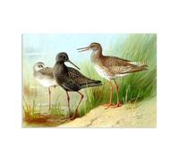 Hau3sh3a Famosa Cuadro en Lienzo Archibald Thorburn poster Un trío de Redshank Impresión Reproducción sobre lienzo arte famoso decoraciones murales100x70cm(33x28in) Sin marco