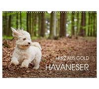 Havaneser - Herz aus Gold (Wandkalender 2026 DIN A3 quer), CALVENDO Monatskalender: Havaneser Monatskalender. Ein Jahr mit dem Hund mit dem Herzen aus Gold