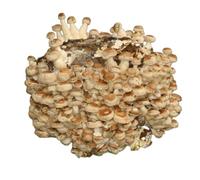 Hawlik Pilzbrut - Bio cultivo de setas Shiitake - Cultura de shiitake orgánico para cultivar uno mismo - setas autocultivo - cultivarse champiñones frescos en casa - kit cultivo setas comestibles