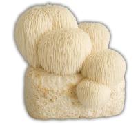 Hawlik Pilzbrut - Juego de cultivo de hongos para Lion's Mane/Hericium erinaceus - Cultivo de hongos orgánico para un fácil cultivo en casa - Juego de cultivo de hongos de erizo