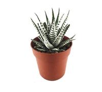 Haworthia Fasciata Alba Planta Natural en Maceta Pequeña Cactus Decorativo
