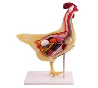 HCZKIUJY Modelo de anatomía de gallina, órganos extraíbles, Modelo de anatomía Animal científica, Equipo de exhibición para enseñanza de biología