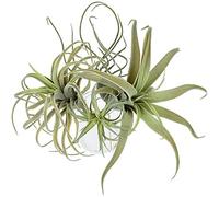 Hduacuge 4 Pack Artificial Piña Hierba Plantas De Falso Flocado Tillandsia Bromeliáceas Jardín DeCor