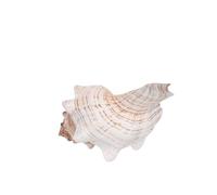 HEALEEP Conchas Marinas Decorativas Naturales 16-18 Cm para Rellenar Jarrones Decoración del Hogar y Acuarios Accesorios para Fiestas y Decoración Temática Playa Conchas Grandes