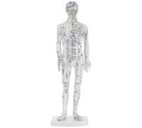 HEALEEP Modelo Corporal Masculino de Simulación para Acupuntura y Meridianos, Maniquí de Color Claro con Puntos de Acupuntura Etiquetados, Material Duradero para Formación Médica