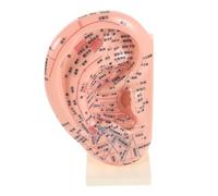 Healeved Modelo de Oreja para Enseñanza de Acupuntura Auricular 3d de 23 Cm Soporte, Herramienta Educativa de Pvc para Práctica y Aprendizaje en Reflexología y Masaje