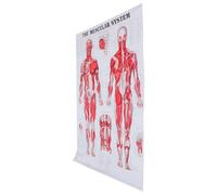 Healeved Póster Anatómico sin Marco 50X70 CM de Esqueleto y Sistema Muscular en Lienzo Cartel Médico Educativo para Aula y Laboratorio Diagrama Detallado del Cuerpo Humano