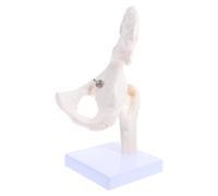 Healifty Modelo Anatómico de Articulación Humana Cadera Desmontable para Estudio del Sistema Esquelético Modelo Óseo Educativo Científico Herramienta Didáctica para Enseñanza y