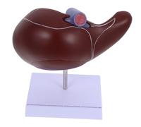 Healifty Modelo Anatómico de Hígado Humano para Enseñanza Médica con Base Detallado y Duradero para Escuelas Laboratorios y Formación Fisiología y Anatomía