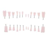 Healifty Modelo de Dientes Tipodontos Completos de 24 Piezas Tornillos Modelo de Formación Odontológica Dientes Humanos Artificiales Extraíbles para Práctica y Enseñanza Aula